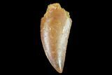 Raptor Tooth - Real Dinosaur Tooth #102399-1